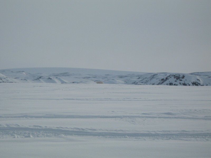 Isbjoern, 21.4.06 00401.jpg